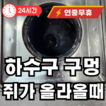 하수구 구멍 쥐